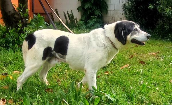 VALERIO TENERA ADOZIONE DEL CUORE Foto 3